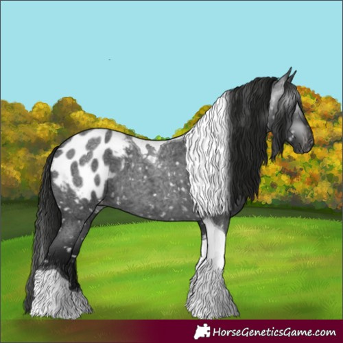 Horse Color:Gray Blue Roan Tobiano Appaloosa 