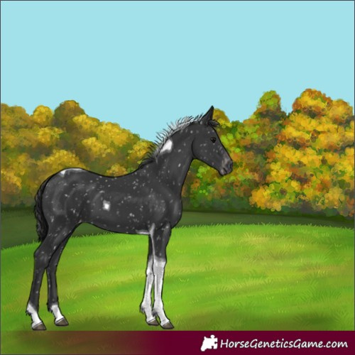 Horse Color:Black Tobiano Appaloosa 
