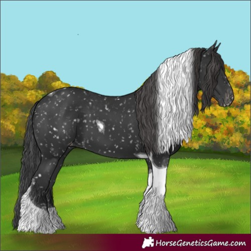 Horse Color:Black Tobiano Appaloosa 
