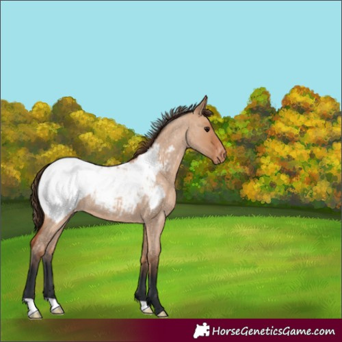Horse Color:Bay Roan Dun Appaloosa 