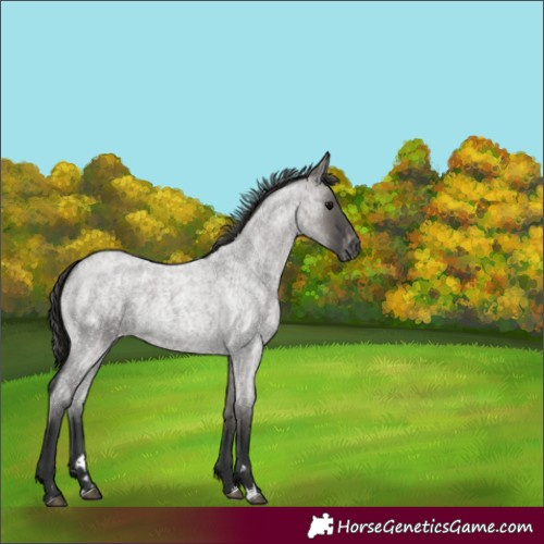Horse Color:Grullo Roan Appaloosa