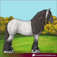 Horse Color:Grullo Roan Appaloosa 