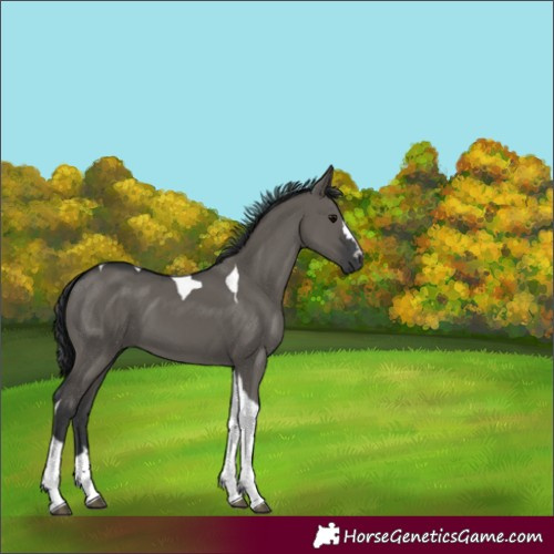 Horse Color:Grullo Tobiano 