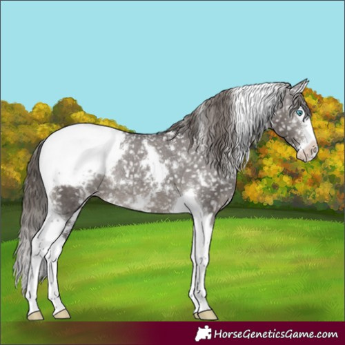 Horse Color:White Spotted Smoky Grullo Splash Tobiano Appaloosa Rabicano