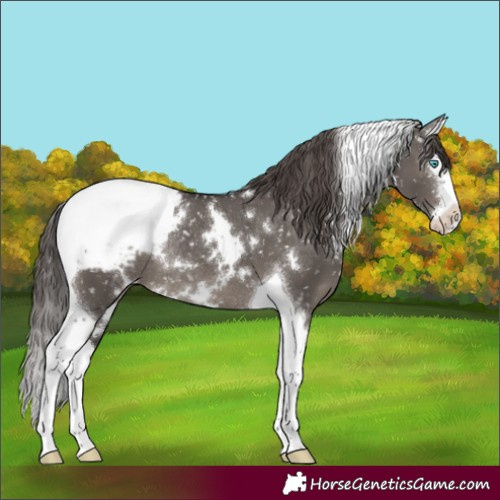 Horse Color:White Spotted Smoky Grullo Splash Tobiano Appaloosa Rabicano