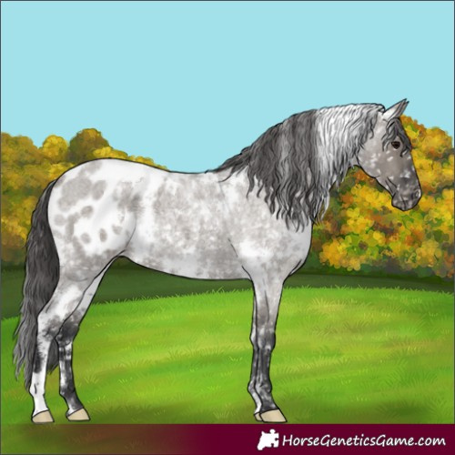 Horse Color:White Spotted Grullo Roan Appaloosa 