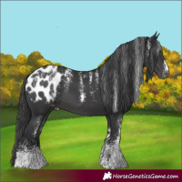 Horse Color:Powder White Black Appaloosa 