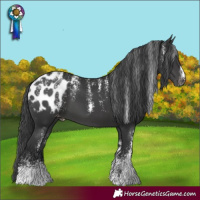 Horse Color:Powder White Black Appaloosa 