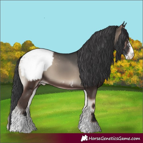 Horse Color:Blue Onyx Sabino Appaloosa 