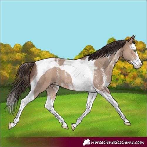 Horse Color:Sable Champagne Sabino Splash Tobiano 
