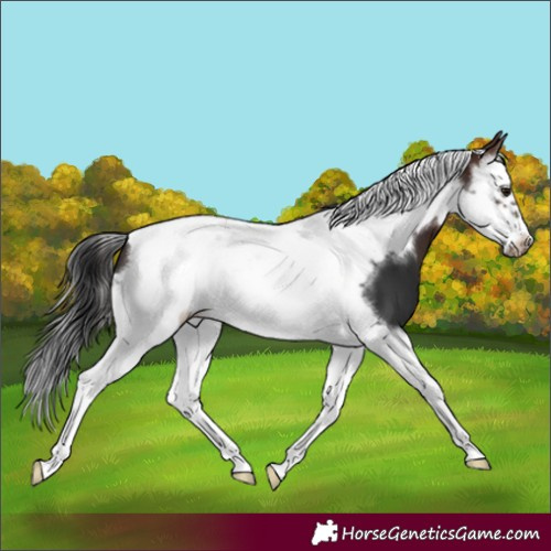 Horse Color:Brown Splash Tobiano Frame