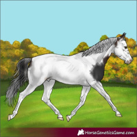 Horse Color:Brown Splash Tobiano Frame