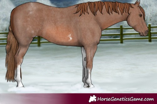 Horse Color:White Spotted Chestnut Sabino