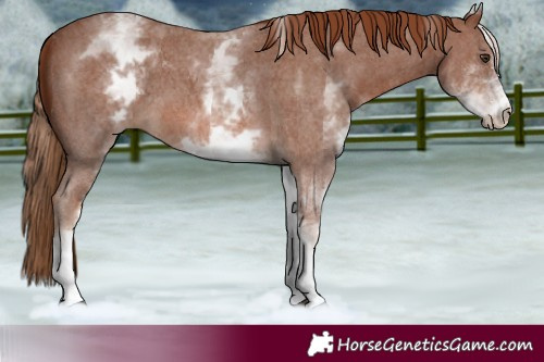 Horse Color:White Spotted Chestnut Sabino