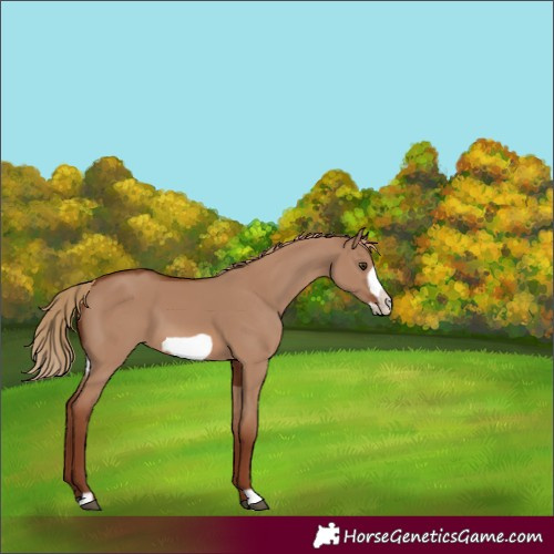Horse Color:Red Dun Frame
