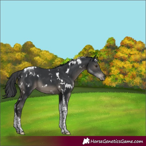Horse Color:White Spotted Black Tobiano