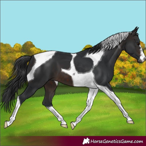 Horse Color:Brown Tobiano