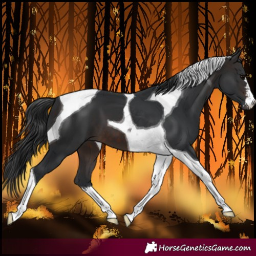 Horse Color:Brown Tobiano