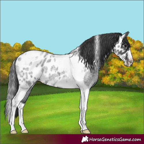 Horse Color:Blue Roan Tobiano Frame Skewed Appaloosa 