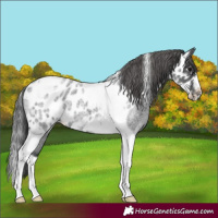 Horse Color:Blue Roan Tobiano Frame Skewed LP Spotted