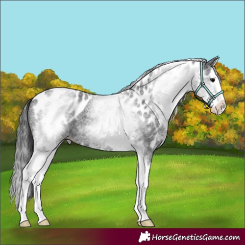 Horse Color:White Spotted Blue Roan Splash Skewed Appaloosa