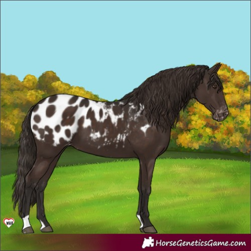 Horse Color:Liver Chestnut Blanket 