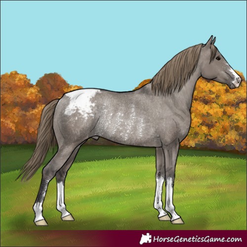 Horse Color:Smoky Grullo Appaloosa Rabicano