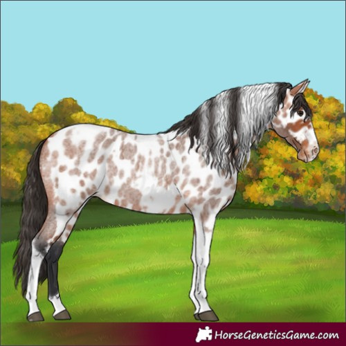 Horse Color:Bay Roan Tobiano Frame Skewed Appaloosa 