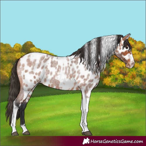 Horse Color:Bay Roan Tobiano Frame Skewed LP Spotted