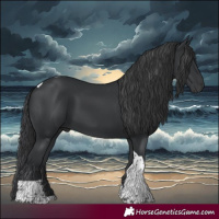 Horse Color:Black Tobiano 