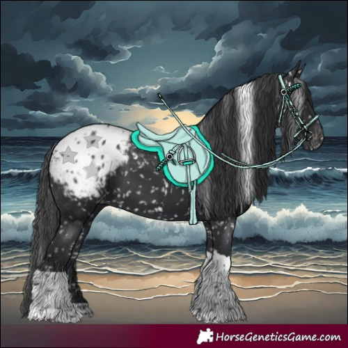 Horse Color:Black Tobiano Blanket