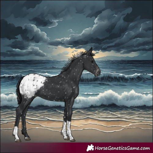 Horse Color:Black Tobiano Appaloosa 