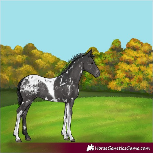 Horse Color:Unknown 