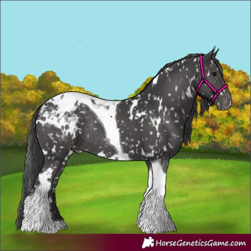 Horse Color:White Spotted Black Tobiano Appaloosa Rabicano