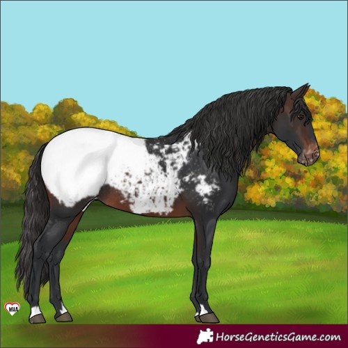 Horse Color:Brown Near Fewspot Rabicano 