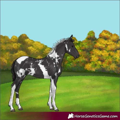Horse Color:White Spotted Smoky Black Tobiano 