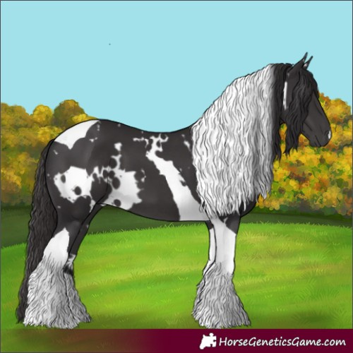 Horse Color:White Spotted Smoky Black Tobiano