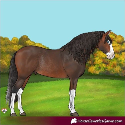 Horse Color:Bay Splash Rabicano