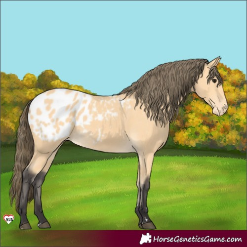 Horse Color:Buckskin Blanket 