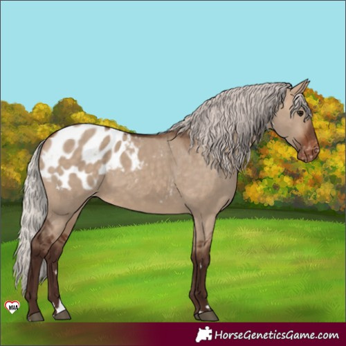 Horse Color:Silver Brown Dun Blanket 