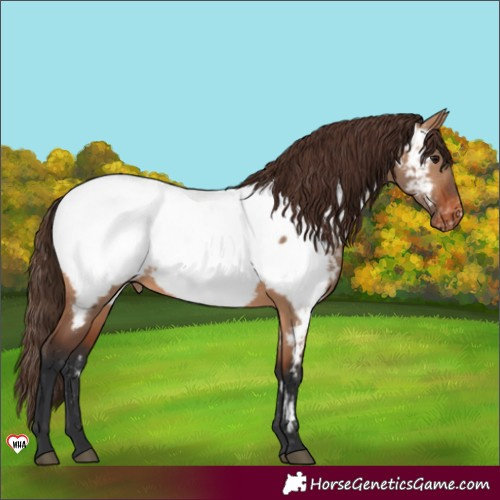 Horse Color:Bay Dun Appaloosa 