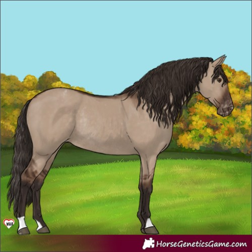 Horse Color:Liver Red Dun Varnish Rabicano 