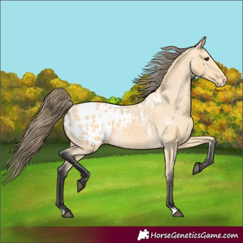 Horse Color:Buckskin Blanket 