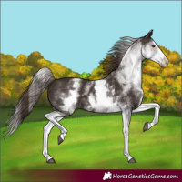 Horse Color:White Spotted Liver Chestnut Splash