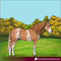 Horse Color:White Spotted Chestnut Splash