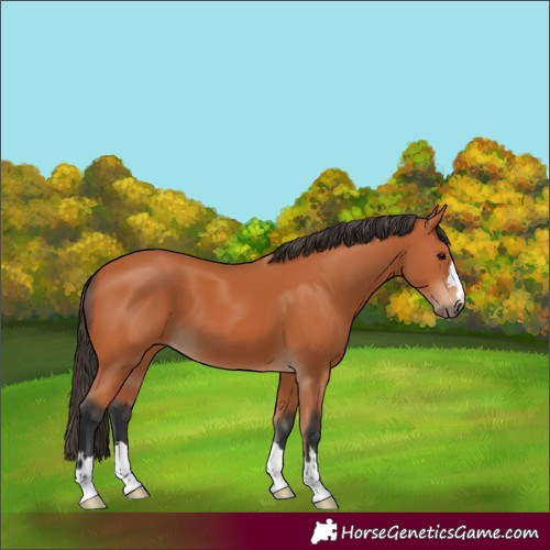Horse Color:Bay 