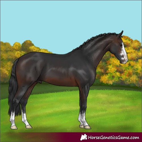 Horse Color:Brown 