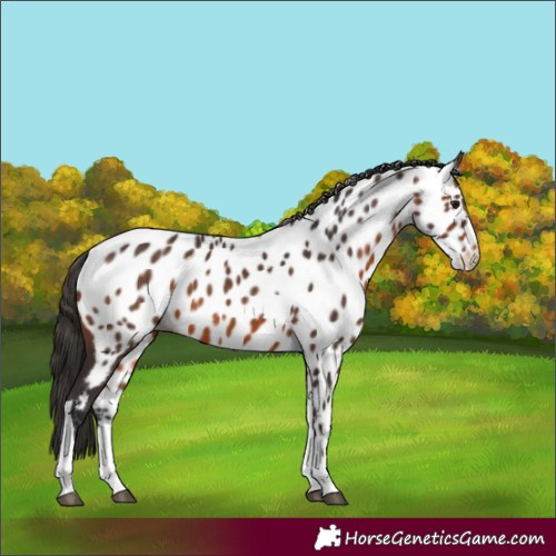 Horse Color:Brown Tobiano Appaloosa 