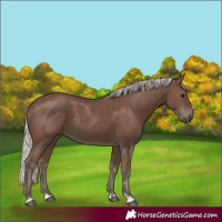 Horse Color:Silver Black