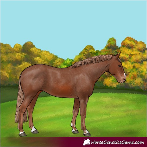 Horse Color:Chestnut Appaloosa 